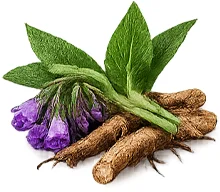 Arnifix — consuelda (Symphytum officinale)